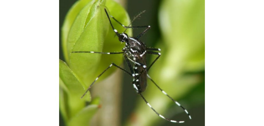 Nahaufnahme einer asiatischen Tigermücke